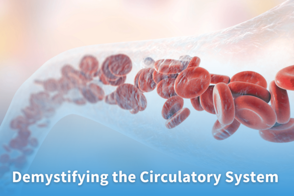 Demystifying the Circulatory System