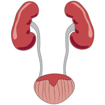 Division of Urology