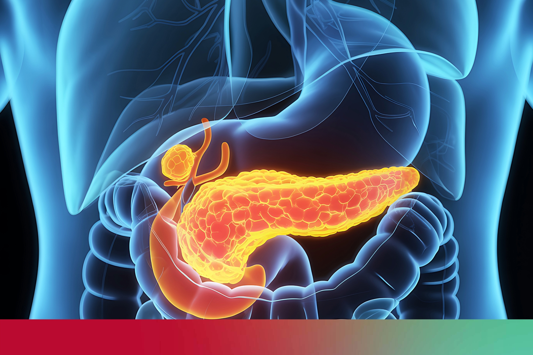 Pancreas: What it is and why it matters