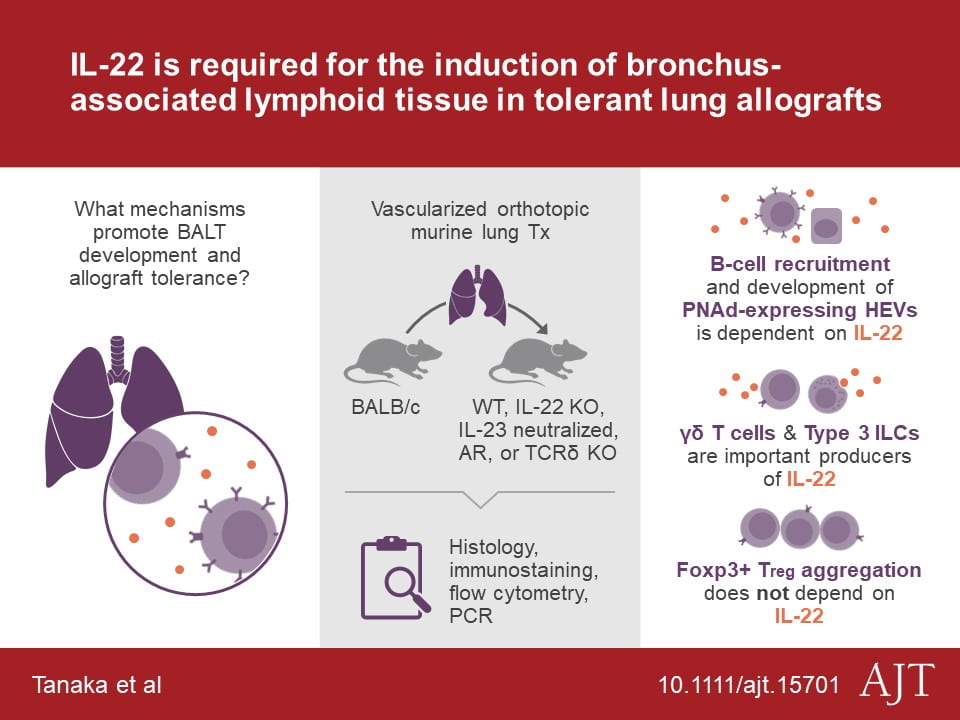 Illustration describing the research article "IL-22 is required for the induction of bronchus-associated lymphoid tissue in tolerant lung allografts"