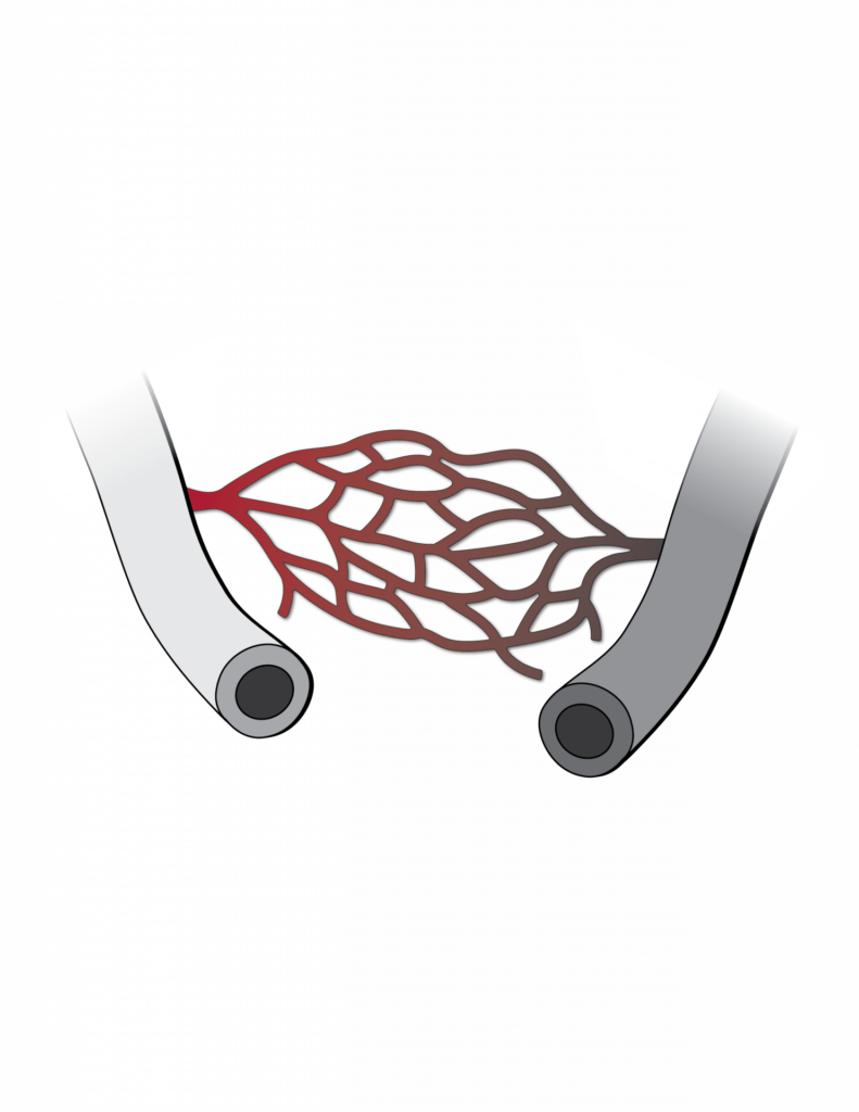 Section of Vascular Surgery