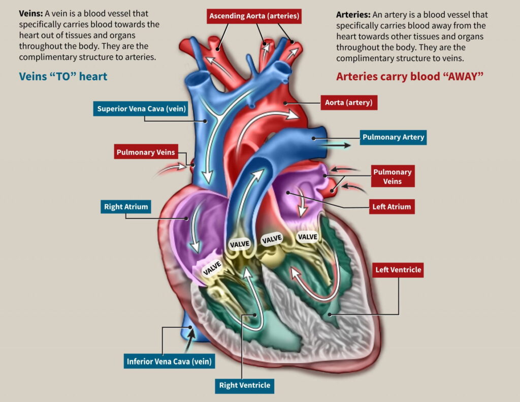An illustration of the heart that labels the main veins, arteries, valves, and inner chambers. 