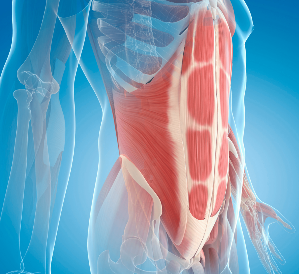 Illustration of abdominal wall muscles on human skeleton
