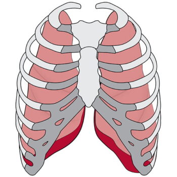 Section of Thoracic Surgery